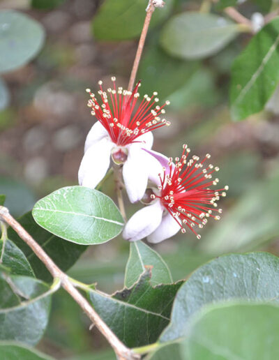 Feijoa