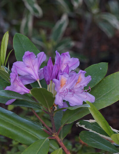 Rododendro