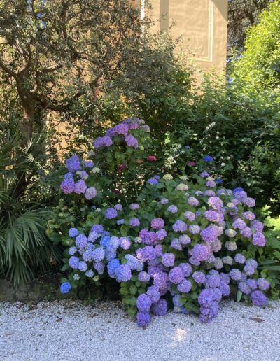 giardino e fiori